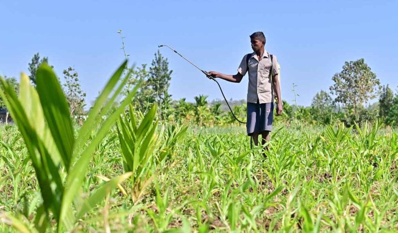 The Indian government’s 2025 pesticide ban on 25 chemicals aims to promote eco-friendly farming but raises concerns about reduced crop yields. Farmers demand viable organic alternatives.