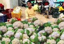 cauliflower in market