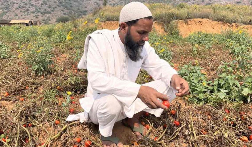 climate-change-impact-crop-loss-heatwave-drought-crisis-india-agriculture