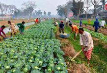 নাইট্রোজেন–পটাশ সঠিক না হলে ক্ষতি ফুলকপি–বাঁধাকপির চাষে Fearsome Bears in the Fields? Just UP Farmers in Costume