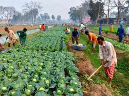 fertilizer-tips-for-higher-cauliflower-cabbage-yield-winter-guide