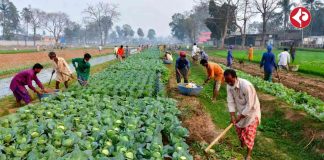 fertilizer-tips-for-higher-cauliflower-cabbage-yield-winter-guide
