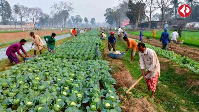 fertilizer-tips-for-higher-cauliflower-cabbage-yield-winter-guide