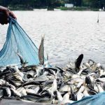 মাছচাষে বিপ্লব আনতে কেন্দ্রীয় সরকারের নতুন অনুদান, কারা পাবেন সুবিধা? জানুন বিস্তারিত