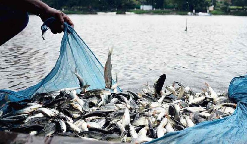 PMMSY Scheme Grant Subsidy