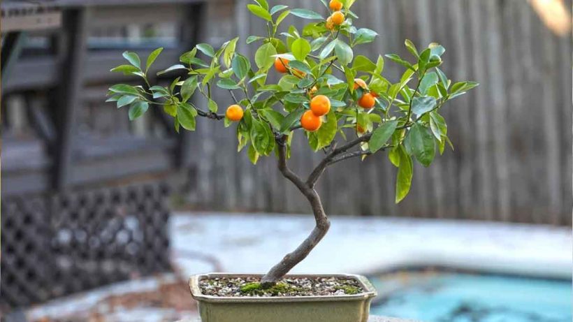 indoor-bonsai-lemon-tree-balcony-gardening-guide