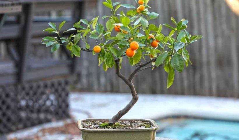 indoor-bonsai-lemon-tree-balcony-gardening-guide