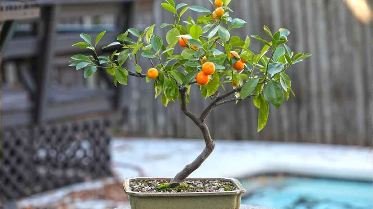 indoor-bonsai-lemon-tree-balcony-gardening-guide
