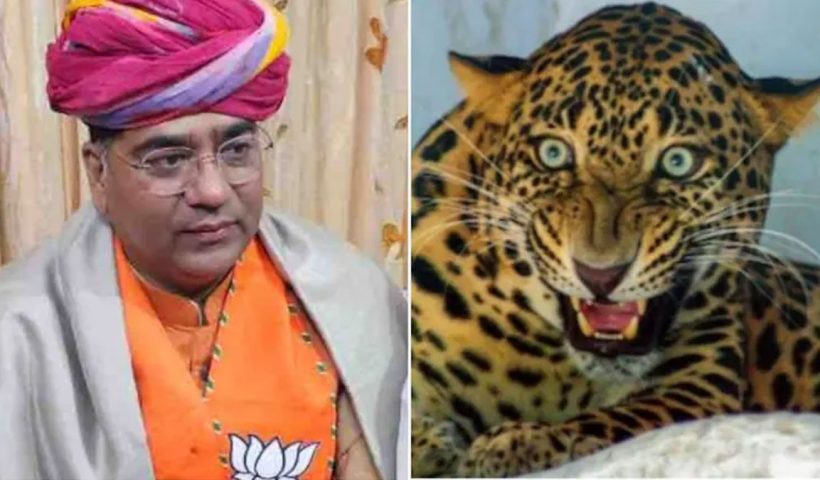 Leopard in VVIP Civil Lines Jaipur