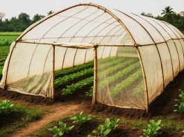 low-cost-Polyhouse-Farming-models-for-small-farmers-in-benghal-guide