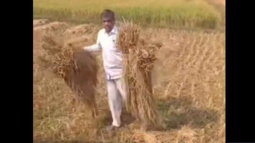 ভোটের আগে কৃষিকাজে ব্যস্ত মন্ত্রী, ভিডিওতে চর্চা