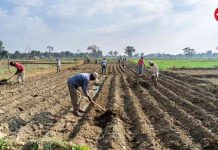 north-bengal-land-preparation-cold-season-farming-guide