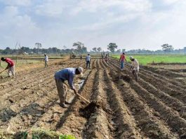 north-bengal-land-preparation-cold-season-farming-guide