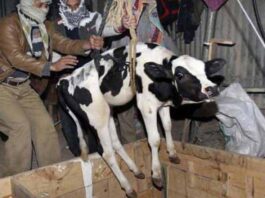 bongaon-bjp-leader-arrested-cattle-smuggling-case