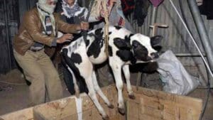 bongaon-bjp-leader-arrested-cattle-smuggling-case