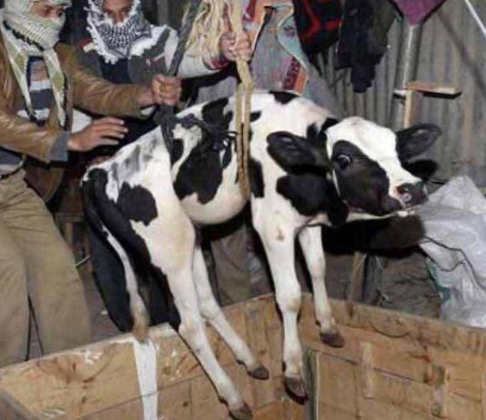 bongaon-bjp-leader-arrested-cattle-smuggling-case