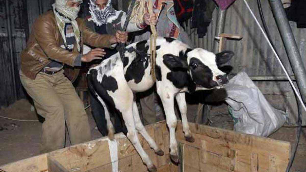 bongaon-bjp-leader-arrested-cattle-smuggling-case
