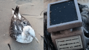 Migratory bird with GPS tracker Karnataka