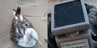 Migratory bird with GPS tracker Karnataka