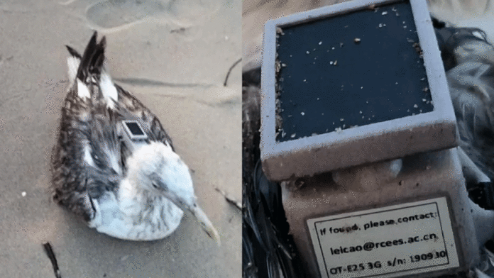 Migratory bird with GPS tracker Karnataka