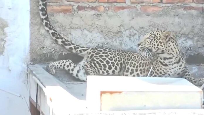 leopard leopard-attack-nagpur-shiv-nagar-ttc-rescue-funding-crisis