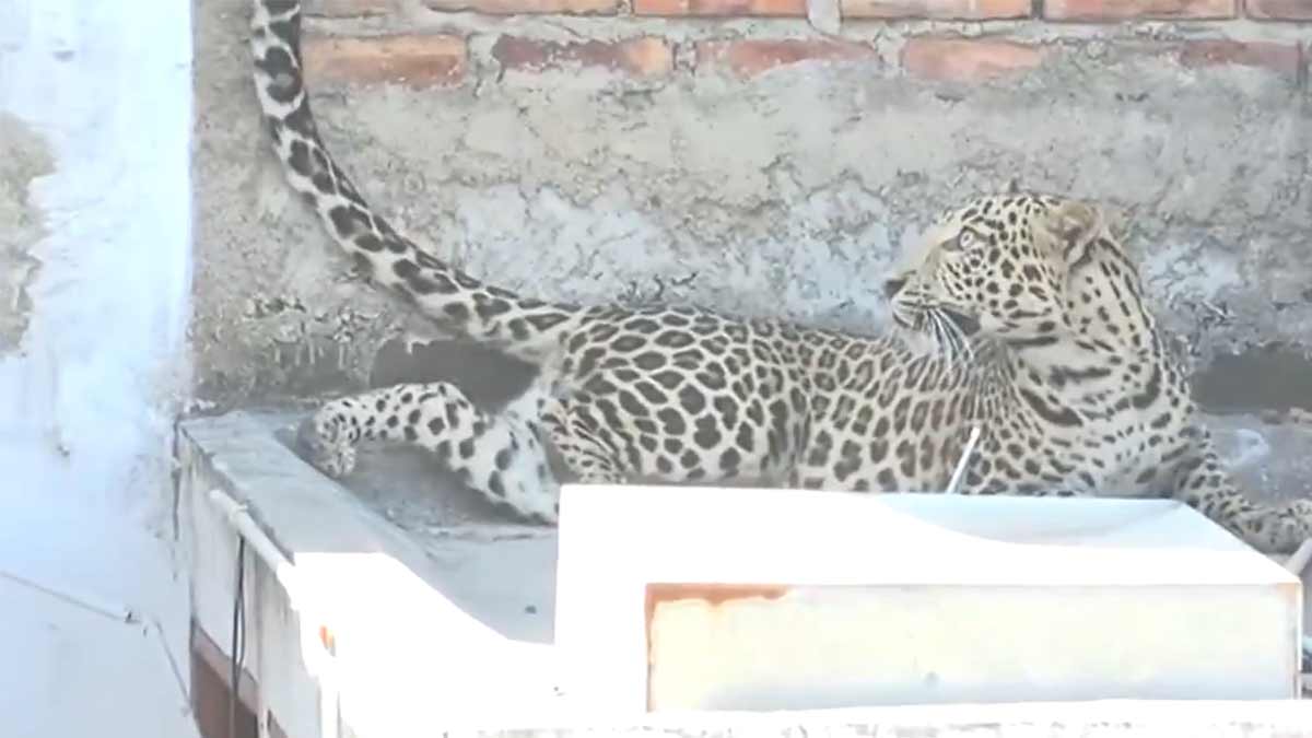leopard-attack-nagpur-shiv-nagar-ttc-rescue-funding-crisis