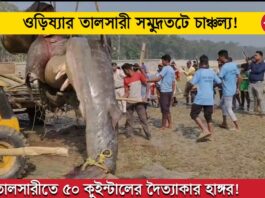 rare-30-foot-shark-found-at-talsari-beach-india
