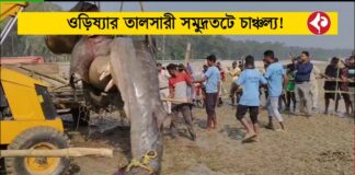 rare-30-foot-shark-found-at-talsari-beach-india