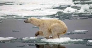 polar bear