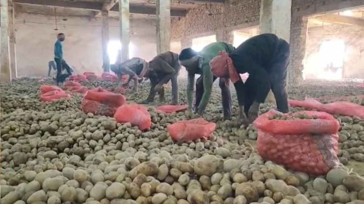 উড়িষ্যার বাজারে উত্তরপ্রদেশের আলু, সংকটে বাংলার কৃষক