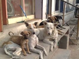 bihar-teachers-stray-dog-counting-duty-sasaram