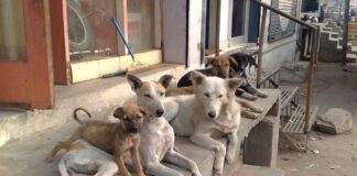 bihar-teachers-stray-dog-counting-duty-sasaram