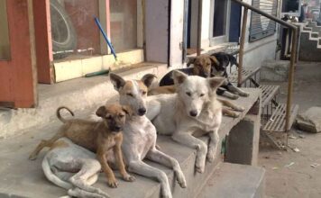 bihar-teachers-stray-dog-counting-duty-sasaram