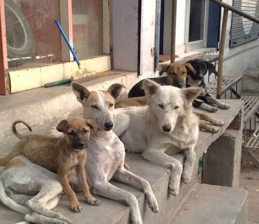 bihar-teachers-stray-dog-counting-duty-sasaram