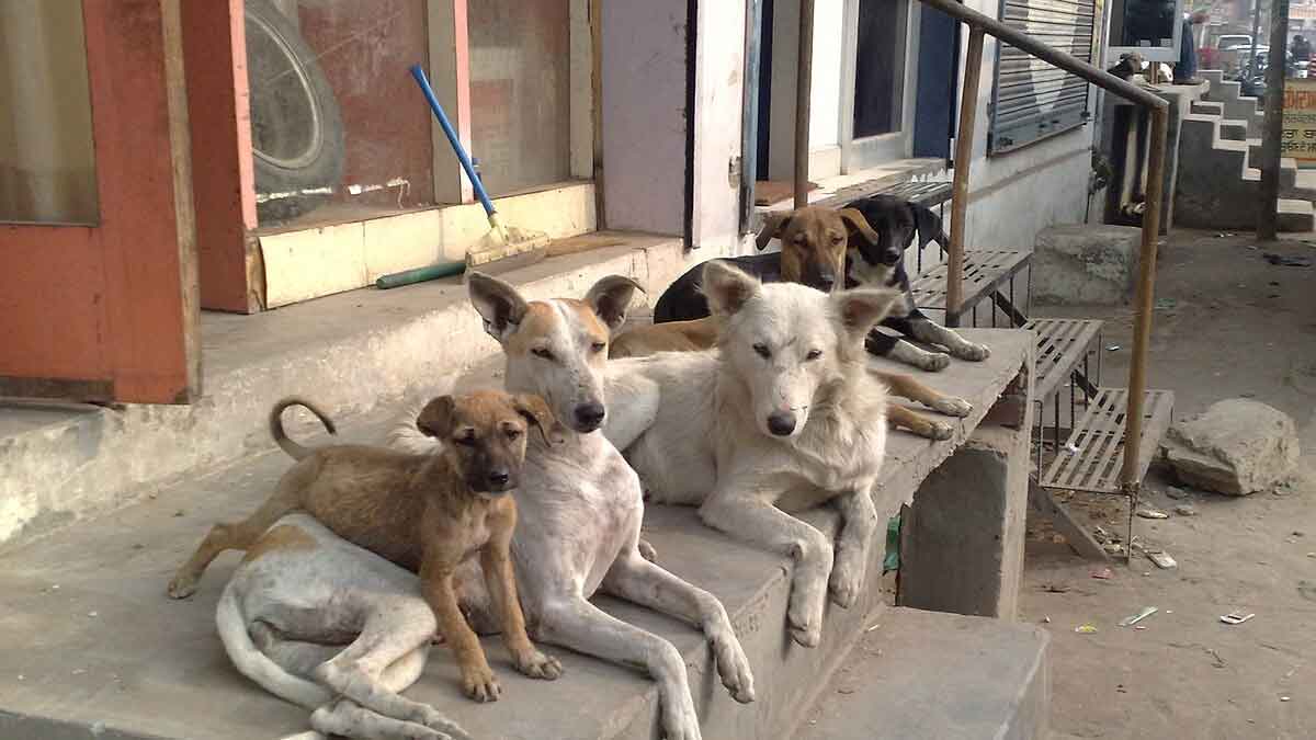 bihar-teachers-stray-dog-counting-duty-sasaram