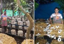 কৃষকের দৈনিক আয় ১০ হাজার! বিজেপি শাসিত রাজ্যে চমক Chhattisgarh, Farmer Income,Mushroom Farming