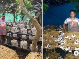 Chhattisgarh, Farmer Income,Mushroom Farming