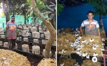 Chhattisgarh, Farmer Income,Mushroom Farming
