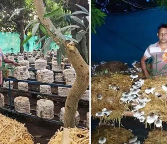Chhattisgarh, Farmer Income,Mushroom Farming