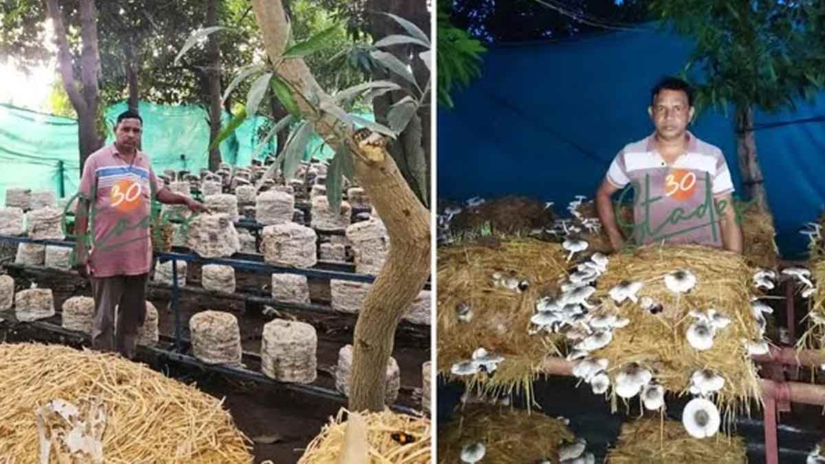 Chhattisgarh, Farmer Income,Mushroom Farming