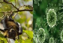 Nipah virus alert in West Bengal