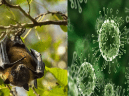 Nipah virus symptoms and prevention