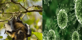 Nipah virus symptoms and prevention