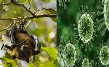 Nipah virus alert in West Bengal