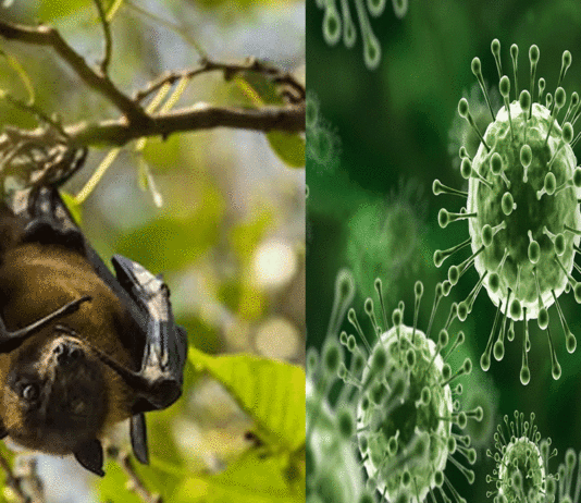 Nipah virus alert in West Bengal