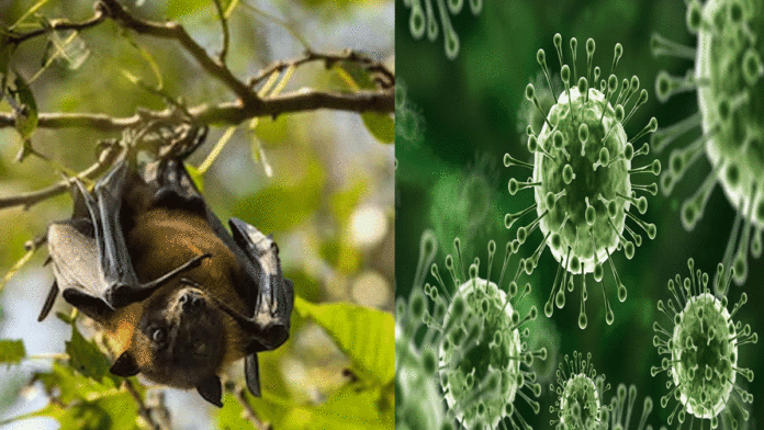 Nipah virus alert in West Bengal
