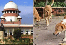 Supreme Court on stray dog