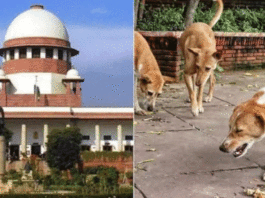 Supreme Court on stray dog