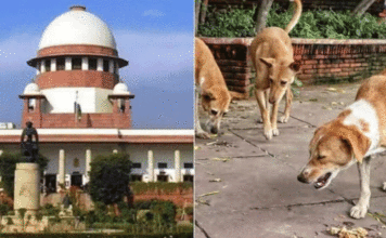 Supreme Court on stray dog