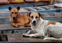 Telangana stray dog mass killing